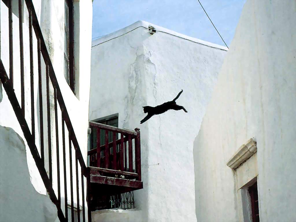 Gatti (199)